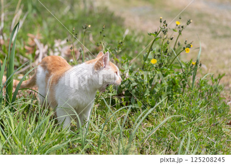 草むらを歩く猫　　茶白猫 125208245