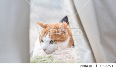 窓辺でくつろぐ猫　茶トラ白 125208294