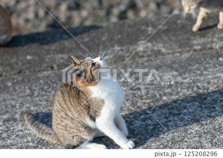 見上げる可愛い野良猫 見上げる可愛い野良猫 125208296