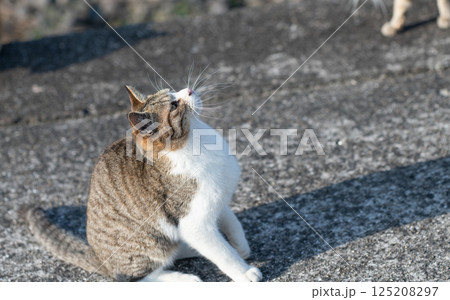 見上げる可愛い野良猫 125208297