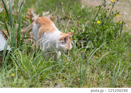 草むらを歩く猫　　茶白猫 125208298