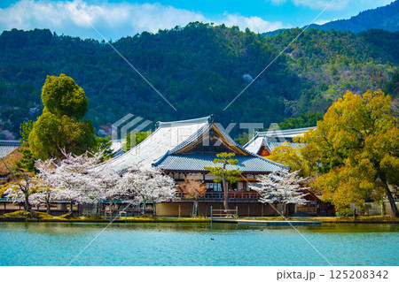 【京都風景】大覚寺　大沢池の周りは桜一色 125208342