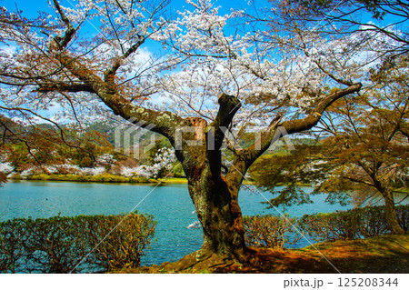 【京都風景】大覚寺 大沢池の周りは桜一色 【京都風景】大覚寺 大沢池の周りは桜一色 125208344