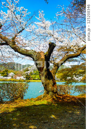【京都風景】大覚寺　大沢池の周りは桜一色 125208346