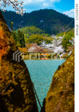 【京都風景】大覚寺　大沢池の周りは桜一色 125208349