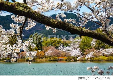 【京都風景】大覚寺　大沢池の周りは桜一色 125208350