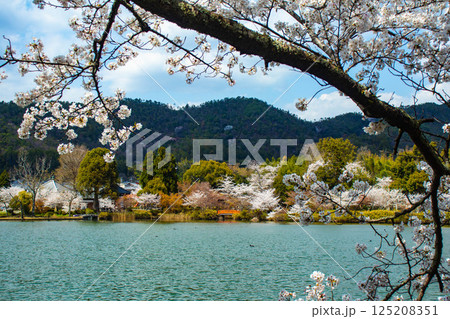 【京都風景】大覚寺 大沢池の周りは桜一色 【京都風景】大覚寺 大沢池の周りは桜一色 125208351