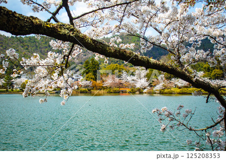 【京都風景】大覚寺 大沢池の周りは桜一色 【京都風景】大覚寺 大沢池の周りは桜一色 125208353
