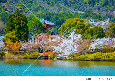 【京都風景】大覚寺　大沢池の周りは桜一色 125208357