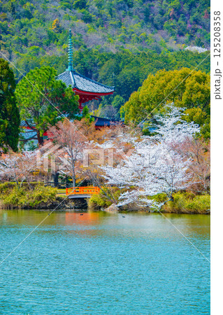【京都風景】大覚寺 大沢池の周りは桜一色 【京都風景】大覚寺 大沢池の周りは桜一色 125208358