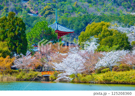 【京都風景】大覚寺 大沢池の周りは桜一色 【京都風景】大覚寺 大沢池の周りは桜一色 125208360