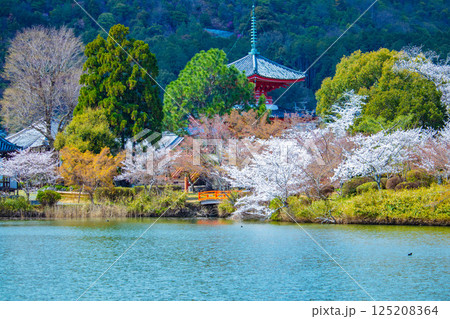 【京都風景】大覚寺 大沢池の周りは桜一色 【京都風景】大覚寺 大沢池の周りは桜一色 125208364