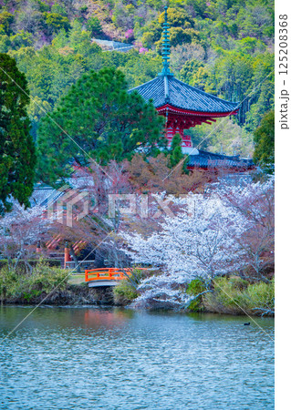 【京都風景】大覚寺 大沢池の周りは桜一色 【京都風景】大覚寺 大沢池の周りは桜一色 125208368
