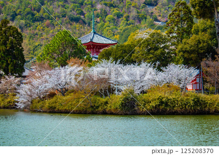 【京都風景】大覚寺　大沢池の周りは桜一色 125208370