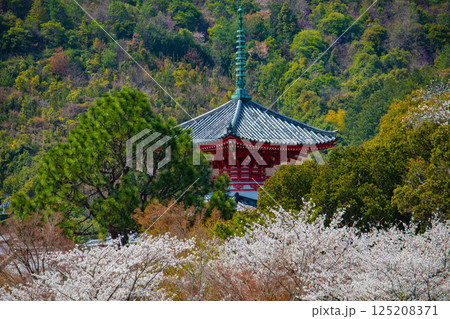 【京都風景】大覚寺 大沢池の周りは桜一色 【京都風景】大覚寺 大沢池の周りは桜一色 125208371