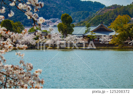 【京都風景】大覚寺 大沢池の周りは桜一色 【京都風景】大覚寺 大沢池の周りは桜一色 125208372