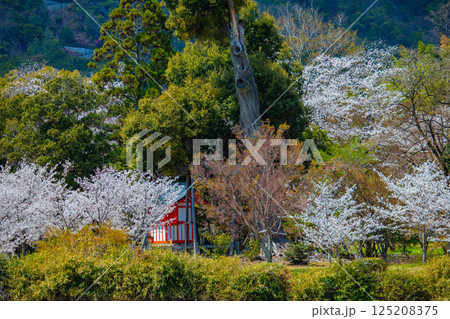 【京都風景】大覚寺　大沢池の周りは桜一色 125208375