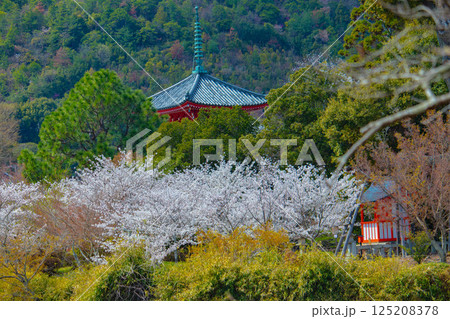 【京都風景】大覚寺　大沢池の周りは桜一色 125208378