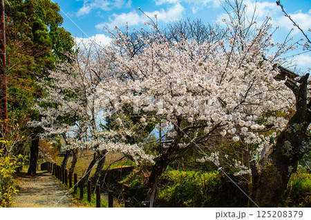 【京都風景】大覚寺　大沢池の周りは桜一色 125208379