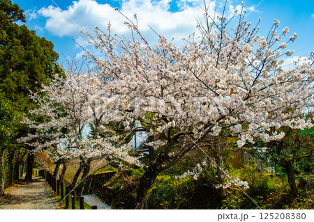 【京都風景】大覚寺　大沢池の周りは桜一色 125208380