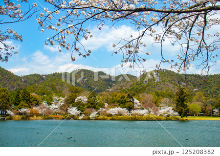 【京都風景】大覚寺 大沢池の周りは桜一色 【京都風景】大覚寺 大沢池の周りは桜一色 125208382