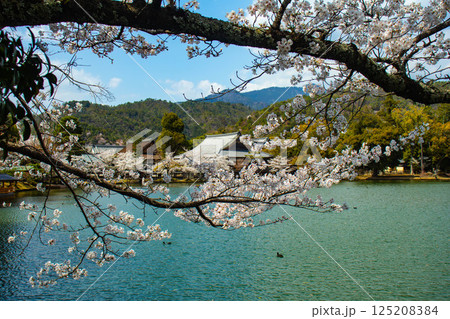 【京都風景】大覚寺 大沢池の周りは桜一色 【京都風景】大覚寺 大沢池の周りは桜一色 125208384