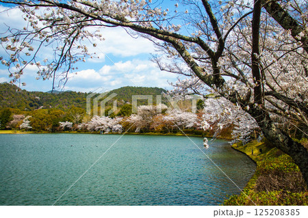 【京都風景】大覚寺　大沢池の周りは桜一色 125208385