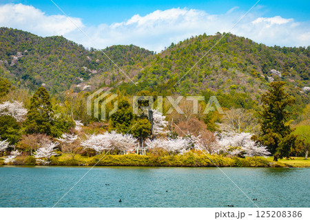 【京都風景】大覚寺 大沢池の周りは桜一色 【京都風景】大覚寺 大沢池の周りは桜一色 125208386