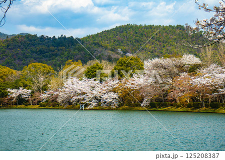【京都風景】大覚寺 大沢池の周りは桜一色 【京都風景】大覚寺 大沢池の周りは桜一色 125208387