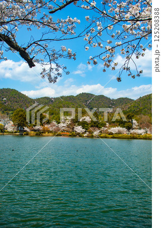 【京都風景】大覚寺 大沢池の周りは桜一色 【京都風景】大覚寺 大沢池の周りは桜一色 125208388