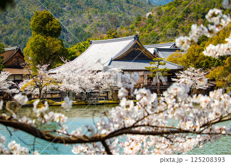 【京都風景】大覚寺 大沢池の周りは桜一色 【京都風景】大覚寺 大沢池の周りは桜一色 125208393