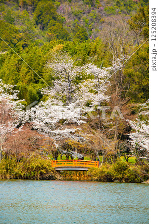 【京都風景】大覚寺 大沢池の周りは桜一色 【京都風景】大覚寺 大沢池の周りは桜一色 125208394