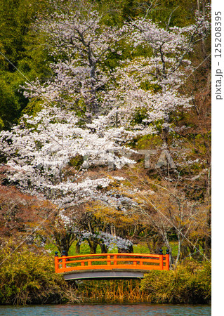 【京都風景】大覚寺 大沢池の周りは桜一色 【京都風景】大覚寺 大沢池の周りは桜一色 125208395