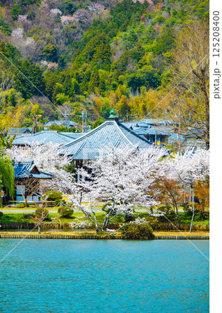 【京都風景】大覚寺　大沢池の周りは桜一色 125208400