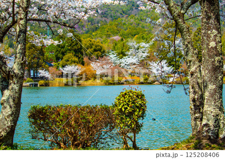 【京都風景】大覚寺 大沢池の周りは桜一色 【京都風景】大覚寺 大沢池の周りは桜一色 125208406