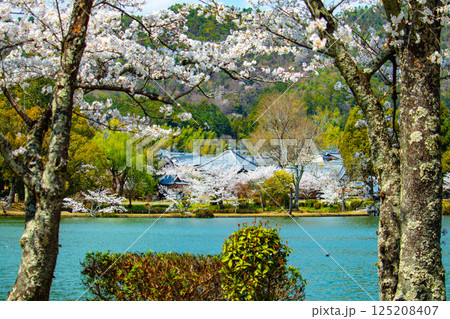 【京都風景】大覚寺 大沢池の周りは桜一色 【京都風景】大覚寺 大沢池の周りは桜一色 125208407