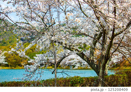【京都風景】大覚寺　大沢池の周りは桜一色 125208409