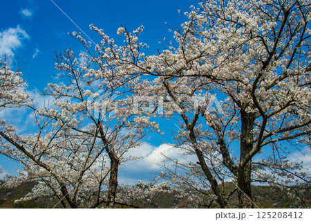 【京都風景】大覚寺　大沢池の周りは桜一色 125208412