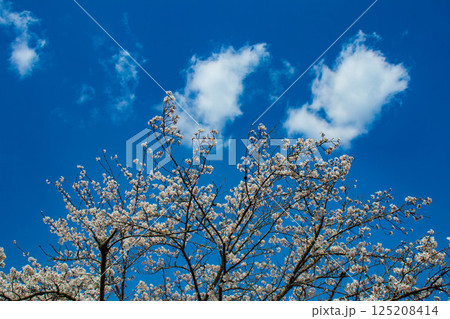 【京都風景】大覚寺　大沢池の周りは桜一色 125208414