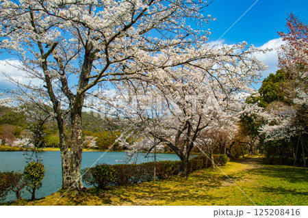 【京都風景】大覚寺 大沢池の周りは桜一色 【京都風景】大覚寺 大沢池の周りは桜一色 125208416