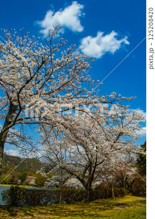 【京都風景】大覚寺　大沢池の周りは桜一色 125208420