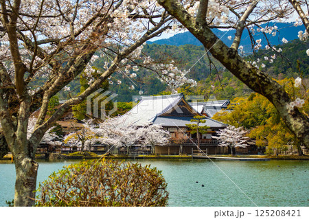 【京都風景】大覚寺 大沢池の周りは桜一色 【京都風景】大覚寺 大沢池の周りは桜一色 125208421