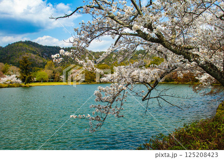 【京都風景】大覚寺 大沢池の周りは桜一色 【京都風景】大覚寺 大沢池の周りは桜一色 125208423