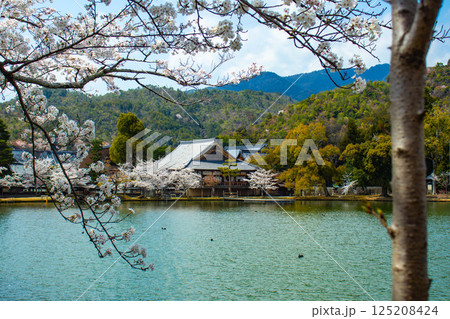 【京都風景】大覚寺 大沢池の周りは桜一色 【京都風景】大覚寺 大沢池の周りは桜一色 125208424