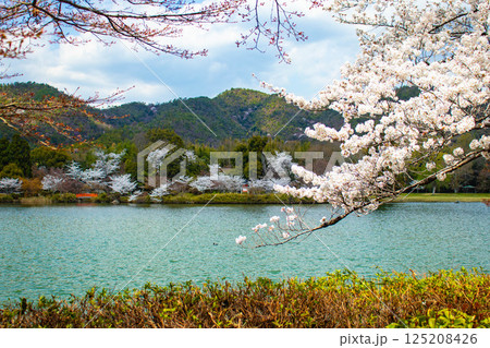 【京都風景】大覚寺　大沢池の周りは桜一色 125208426