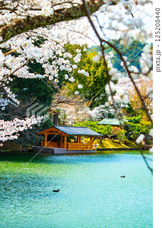 【京都風景】大覚寺　大沢池の周りは桜一色 125208440