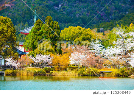 【京都風景】大覚寺 大沢池の周りは桜一色 【京都風景】大覚寺 大沢池の周りは桜一色 125208449