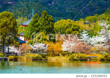 【京都風景】大覚寺 大沢池の周りは桜一色 【京都風景】大覚寺 大沢池の周りは桜一色 125208452