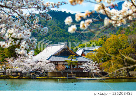 【京都風景】大覚寺 大沢池の周りは桜一色 【京都風景】大覚寺 大沢池の周りは桜一色 125208453