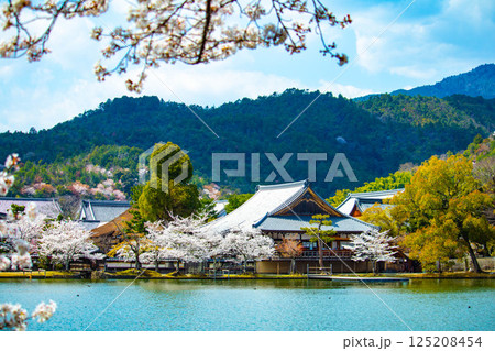 【京都風景】大覚寺 大沢池の周りは桜一色 【京都風景】大覚寺 大沢池の周りは桜一色 125208454